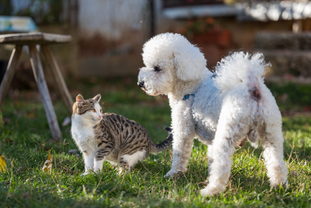dog and cat smaller